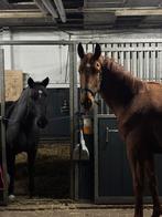 Bijrijd paard gezocht!, Dieren en Toebehoren, Ophalen of Verzenden, Nieuw