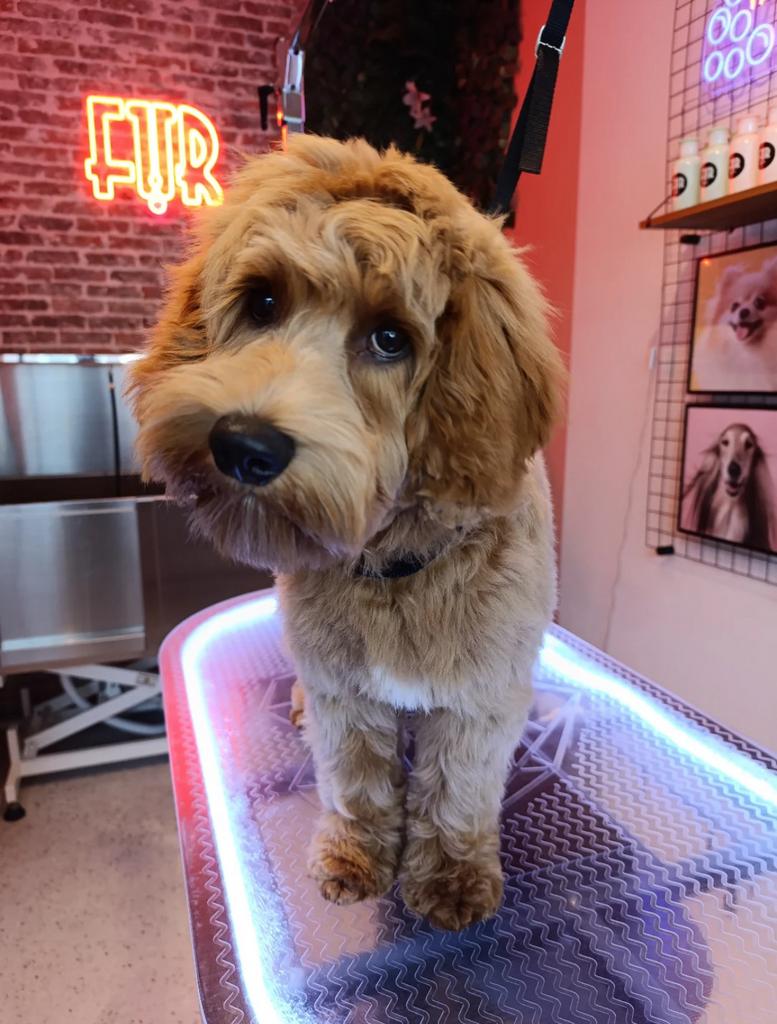 Autralian Labradoodle medium pups + stamboom verwacht 17-04, Dieren en Toebehoren, Honden | Herdershonden en Veedrijvers, Overige rassen