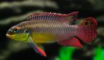 pelvicachromis kribensis, Ophalen, Nieuw, Plant(en), Steen of Hout