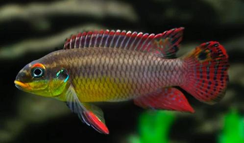 pelvicachromis kribensis, Dieren en Toebehoren, Vissen | Aquaria en Toebehoren, Nieuw, Plant(en), Steen of Hout, Ophalen