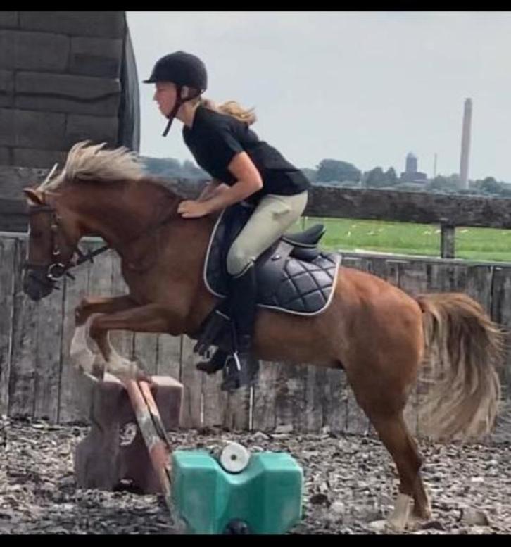 7 jarige (B/C) gezonde merrie (127/128) uit goede stam, Dieren en Toebehoren, Pony's, Merrie, B, C pony (1.27m tot 1.37m), Springpony