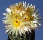 cactus - NOTOCACTUS CONCINNUS, Ophalen of Verzenden, Cactus, Volle zon, Minder dan 100 cm