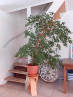 Plantenasiel Hilversum:Ficus Benjamina, Ophalen, Ficus