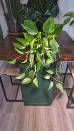 epipremnum aureum, drakenklimop, Huis en Inrichting, Kamerplanten, Ophalen, Overige soorten, Halfschaduw, In pot