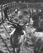 940809	Driebergen	Hertenkamp	dierenpark	1959	nette oude kaar, Verzamelen, Ansichtkaarten | Nederland, Ongelopen, Ophalen of Verzenden