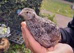 Japanse kwartel wildkleur Jonge hennenkuikens, Dieren en Toebehoren, Pluimvee, Vrouwelijk, Overige soorten