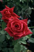 Rosa Climbing Crimson Glory Theehybride-Klimroos, geurend ++, Volle zon, Vaste plant, Ophalen of Verzenden, Klimplanten