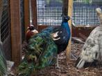 Zwartvleugel pauwen | Bijzondere kleur | Diverse leeftijden, Dieren en Toebehoren, Pluimvee, Meerdere dieren, Overige soorten