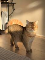 Dekkater Golden Shaded - Britse Korthaar - Stamboom - A, Dieren en Toebehoren, 0 tot 2 jaar