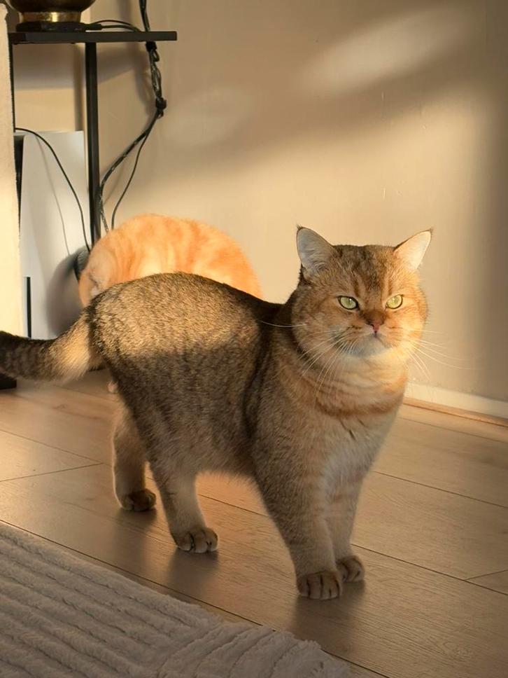 Dekkater Golden Shaded - Britse Korthaar - Stamboom - A, Dieren en Toebehoren, Katten en Kittens | Dekkaters, 0 tot 2 jaar