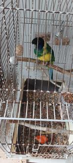 Parkieten, Dieren en Toebehoren, Meerdere dieren, Parkiet