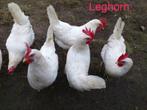 Leg kippen te koop, Vrouwelijk, Kip