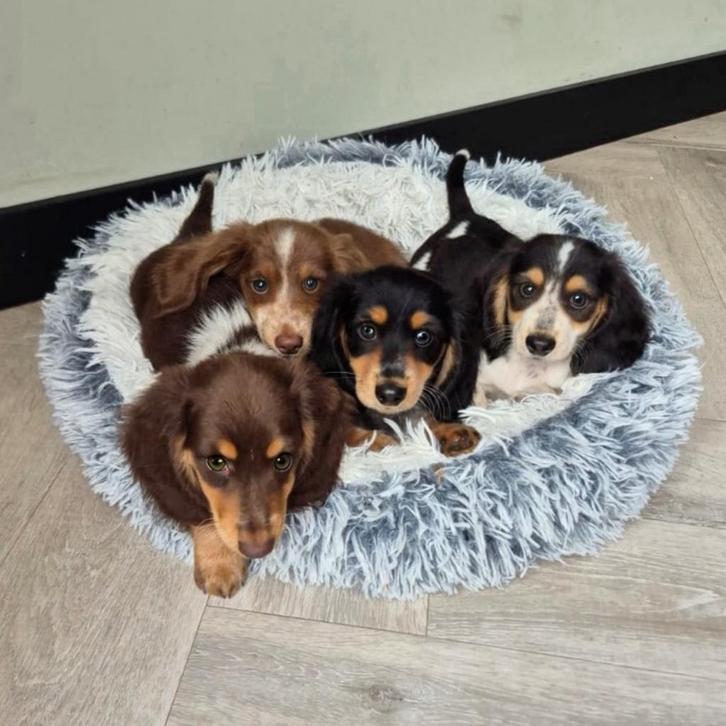 Piebald teckel pups,kleinste maat, langhaar. Huis opgegroeid, Dieren en Toebehoren, Honden | Teckels en Dashonden, Teef, Langhaar