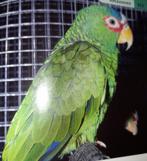 Gesucht Weisstirnamazone Albifons, Dieren en Toebehoren, Vogels | Parkieten en Papegaaien, Vrouwelijk, Papegaai, Geringd