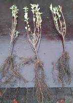 Ligustrum ovalifolium Aureum 40/60 en 60/80 Bonte liguster, Ophalen, Liguster, Minder dan 100 cm