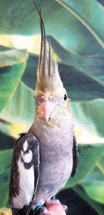 Jonge Baby Valkparkieten | Handtam | Nieuwgierig, Meerdere dieren, Parkiet, Pratend