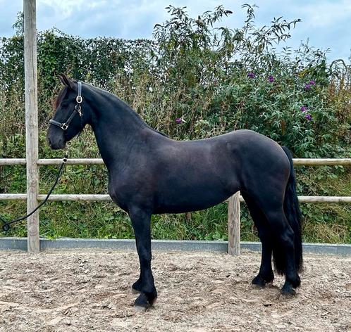 Prachtige rijtypische friese merrie!, Dieren en Toebehoren, Paarden, Merrie, Onbeleerd, 160 tot 165 cm, 3 tot 6 jaar, Dressuurpaard