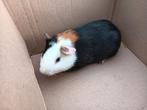 Mooie jonge cavia te koop, Dieren en Toebehoren, Knaagdieren, April, Mannelijk, Cavia