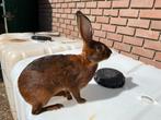 Belgische hazen, Dieren en Toebehoren, Konijnen, Meerdere dieren, Groot