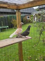 Postduiven duiven koppel, Dieren en Toebehoren, Vogels | Duiven, Meerdere dieren, Postduif