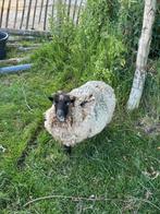 Twee ouessant ooien zoeken goed huis, Dieren en Toebehoren, Schapen, Geiten en Varkens, Vrouwelijk, Schaap