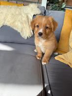 Nova scotia duck tolling retriever, Dieren en Toebehoren, Honden | Retrievers, Spaniëls en Waterhonden, Nederland, 8 tot 15 weken