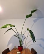 Plant, Ophalen, 100 tot 150 cm, Overige soorten, Halfschaduw