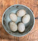 Eieren van Indische loopeenden, Dieren en Toebehoren, Pluimvee, Geslacht onbekend, Eend