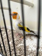 Mooie Majoor witkop putters split voor Satinet 2025, Dieren en Toebehoren, Vogels | Overige Vogels, Meerdere dieren, Wildzangvogel