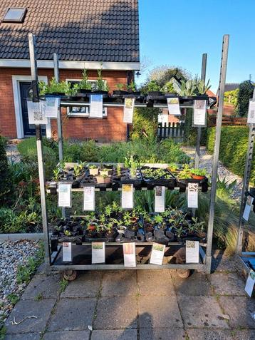 Tuinplantjes verkoop in Gieten beschikbaar voor biedingen