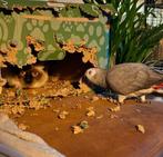 Huisdieren oppas aangeboden., Januari, Meerdere dieren