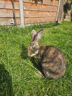 Super lieve Rijnlander Ram te koop!, Dieren en Toebehoren, Mannelijk