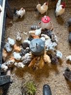 Usa zijdehoen en cochinkriel kippen, Vrouwelijk, Kip