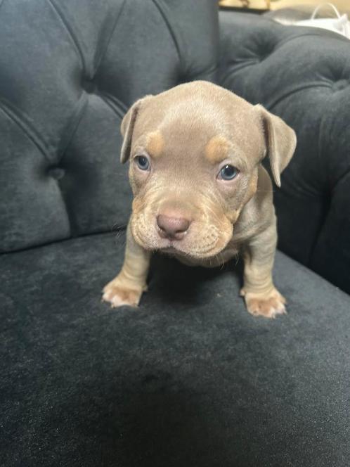 American pocket puppy’s  zie omschrijving, Dieren en Toebehoren, Honden | Bulldogs, Pinschers en Molossers, Reu, Bulldog, Fokker | Hobbymatig