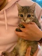 Nog 2 boerderij kittens, Dieren en Toebehoren, Katten en Kittens | Overige Katten, Poes