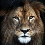 Stoer aluminium schilderij LION AluArt leeuw 100x100 cm