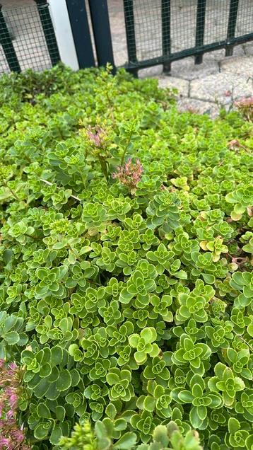 Sedum stek roze bloem beschikbaar voor biedingen
