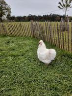 Witte zijdehoen haan, Dieren en Toebehoren, Pluimvee, Kip, Mannelijk