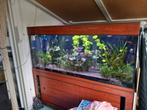 Compleet aquarium te koop, Dieren en Toebehoren, Ophalen of Verzenden, Gebruikt, Gevuld zoetwateraquarium