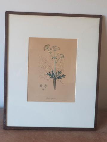 Handingekleurde Gravure 1876 Duivelsdrek Ferula Asafoetida,  beschikbaar voor biedingen