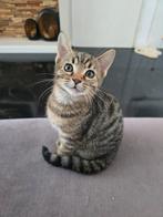 Lieve kittens beschikbaar, Dieren en Toebehoren, Katten en Kittens | Overige Katten, Meerdere dieren, Kortharig, 0 tot 2 jaar