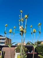 Zaad witte kaardenbol, Ophalen of Verzenden, Volle zon