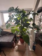 Monstera plant incl. mosstok, Groene kamerplant, Ophalen, Halfschaduw, 100 tot 150 cm