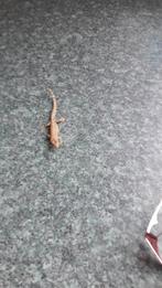 Te koop nakweek Lepidodactylus Lugubris Twee slachtige Gecko