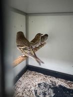 Koppels schitterende bruine Sijsen, sijzen, Meerdere dieren, Wildzangvogel, Geringd