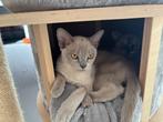 Lilac Burmees kitten (België), Dieren en Toebehoren, Katten en Kittens | Raskatten | Korthaar, Kater, Gechipt, 0 tot 2 jaar