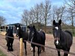 Kleinschalige pensionstalling Oeffelt, Weidegang, 1 paard of pony
