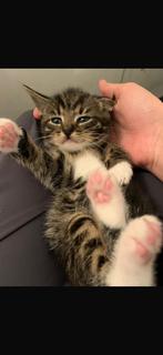Kittens, Dieren en Toebehoren, Poes