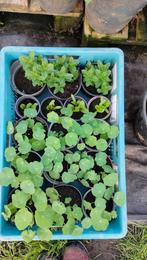 Planten voor moestuin en sier, biologisch, vanaf € 1, Ophalen, Volle zon, Groenteplanten, Eenjarig