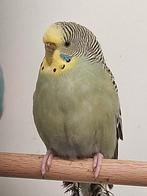 12 st. Dun fallow, split blackface, blackwing broedrijp, Dieren en Toebehoren, Vogels | Parkieten en Papegaaien, Meerdere dieren